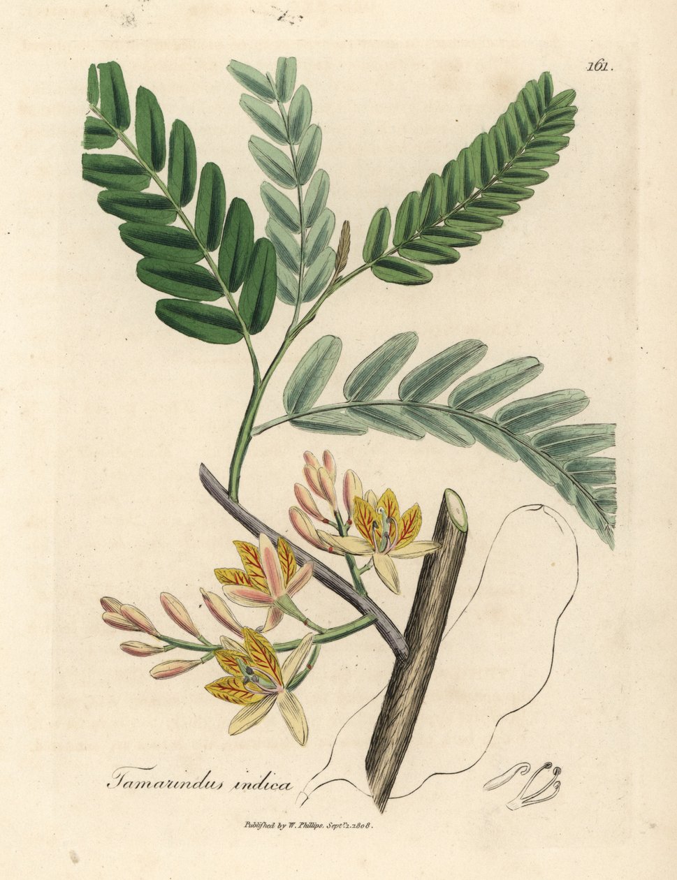 Sarı çiçekli demirhindi ağacı, Tamarindus indica by James Sowerby
