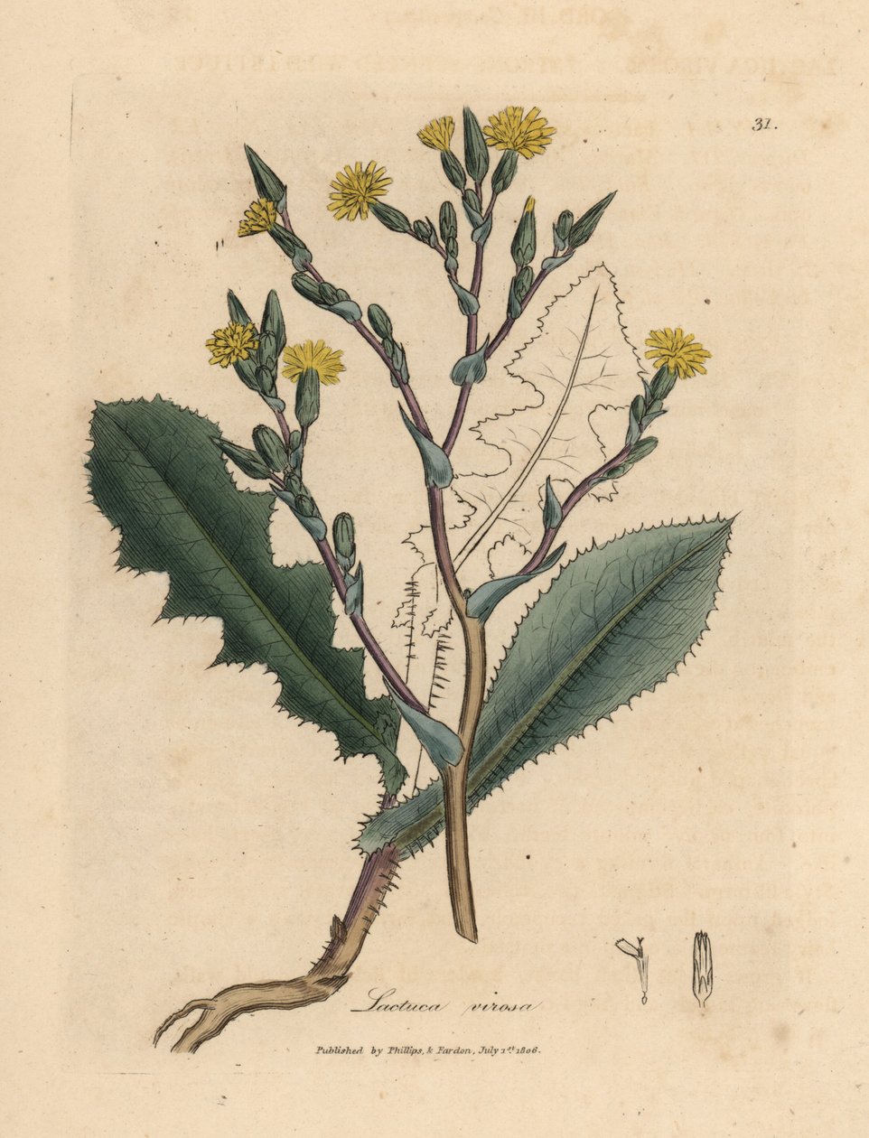 Sarı çiçekli yabani marul, Lactuca virosa by James Sowerby