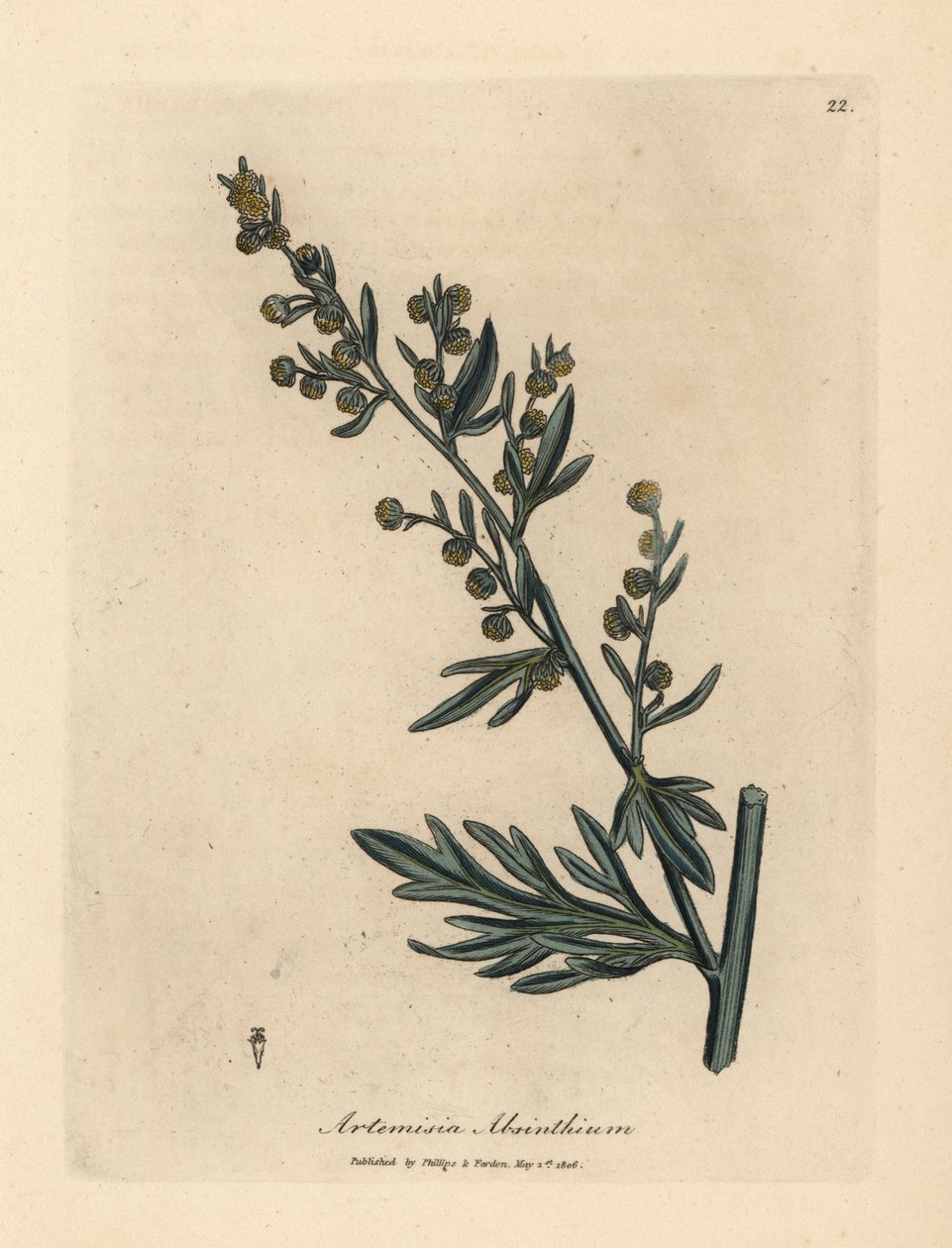 Sarı çiçekli pelin, Artemisia absinthium by James Sowerby