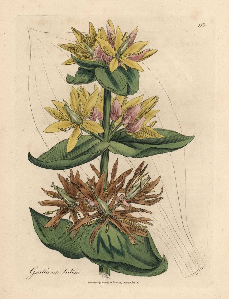 Sarı yılan otu, Gentiana lutea by James Sowerby