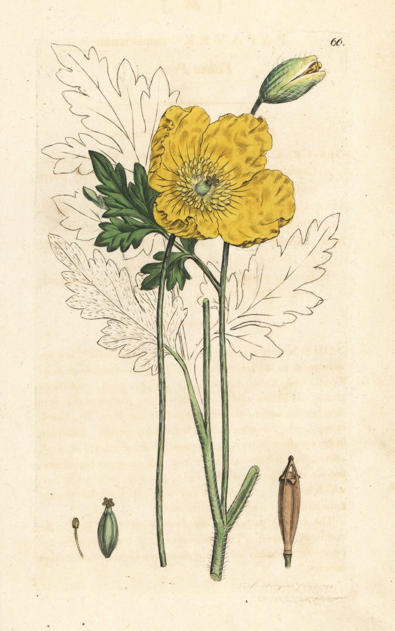 Sarı veya Galli haşhaş, Papaver cambricum (sarı haşhaş). James Smith's English Botany, Londra'dan James Sowerby tarafından yapılan bir illüstrasyondan sonra elle boyanmış bakır levha gravürü by James Sowerby