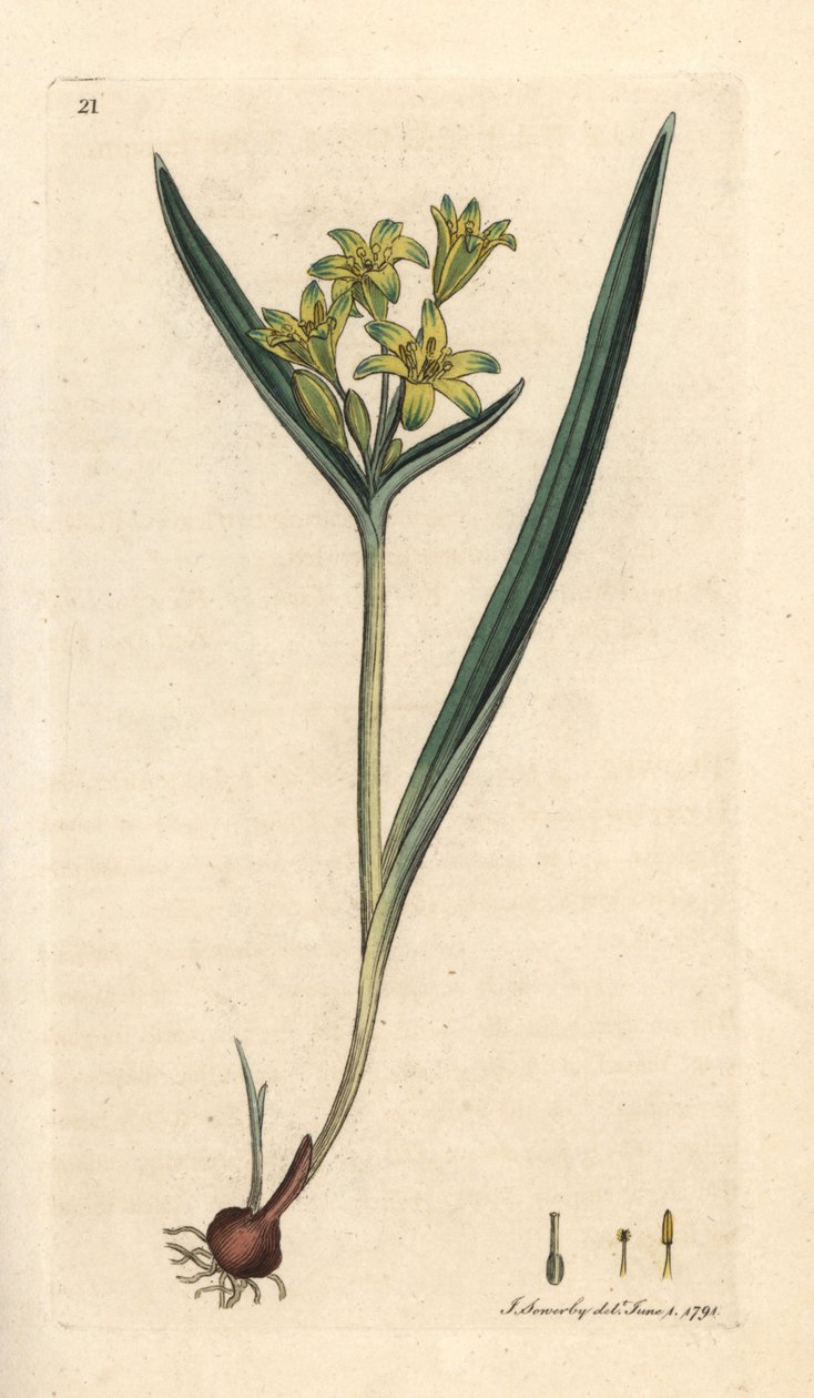 Beytüllahim'in sarı yıldızı, Gagea lutea (Ornithogalum luteum) (gagee jaune) James Sowerby'nin James Smith's English Botany, Londra'dan yaptığı bir illüstrasyondan sonra elle boyanmış bakır levha gravürü by James Sowerby