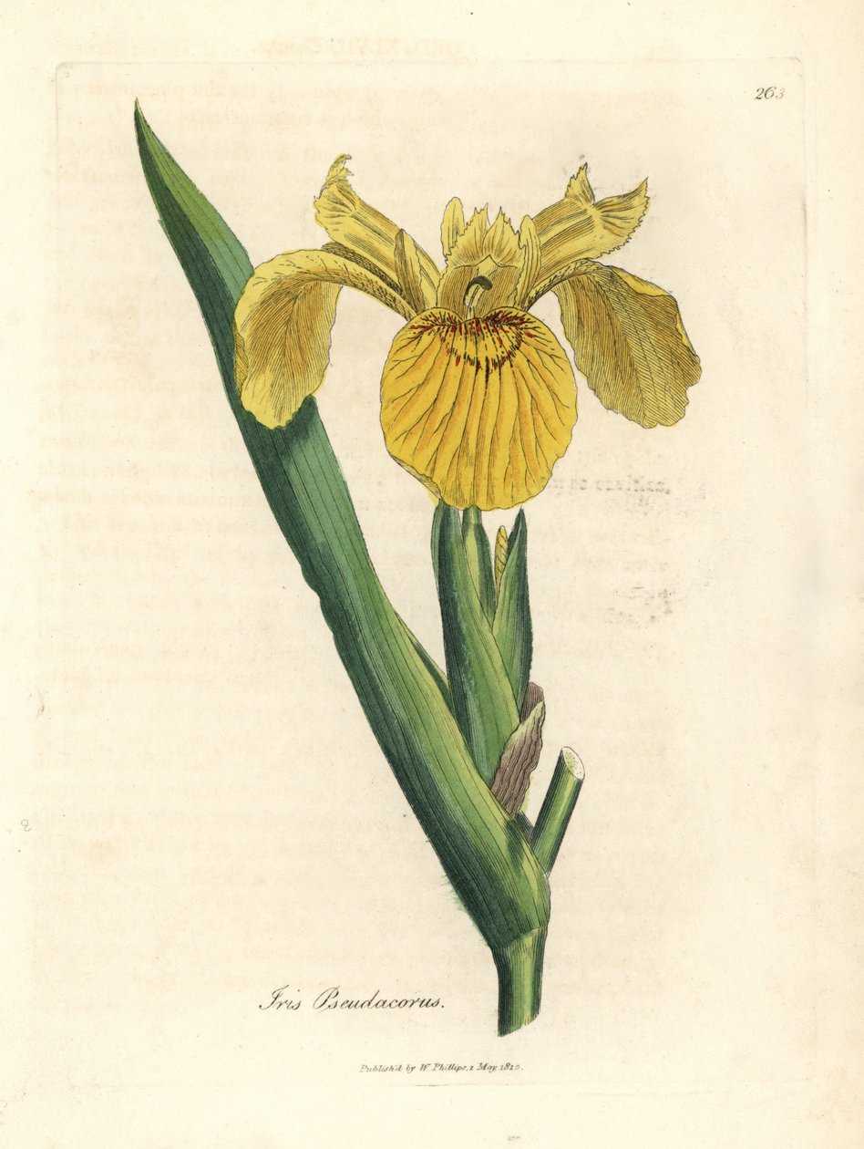 Sarı su bayrağı, Iris pseudocorus by James Sowerby