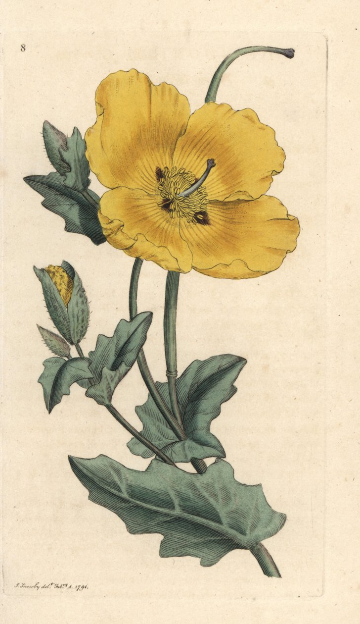 Yellowhorn haşhaş, Glaucium flavum (Chelidonium glaucium) James Smith's English Botany, Londra'dan James Sowerby tarafından yapılan bir illüstrasyondan sonra elle boyanmış bakır levha gravürü by James Sowerby