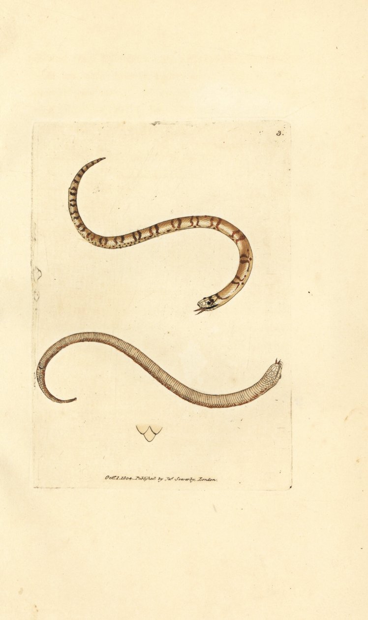 Genç pürüzsüz yılan, Coronella austriaca (Dumfriesshire yılanı, Coluber dumfrisiensis). The British Miscellany'den James Sowerby tarafından elle boyanmış bakır levha gravürü veya yeni, nadir veya az bilinen hayvan konularının renkli figürleri. by James Sowerby