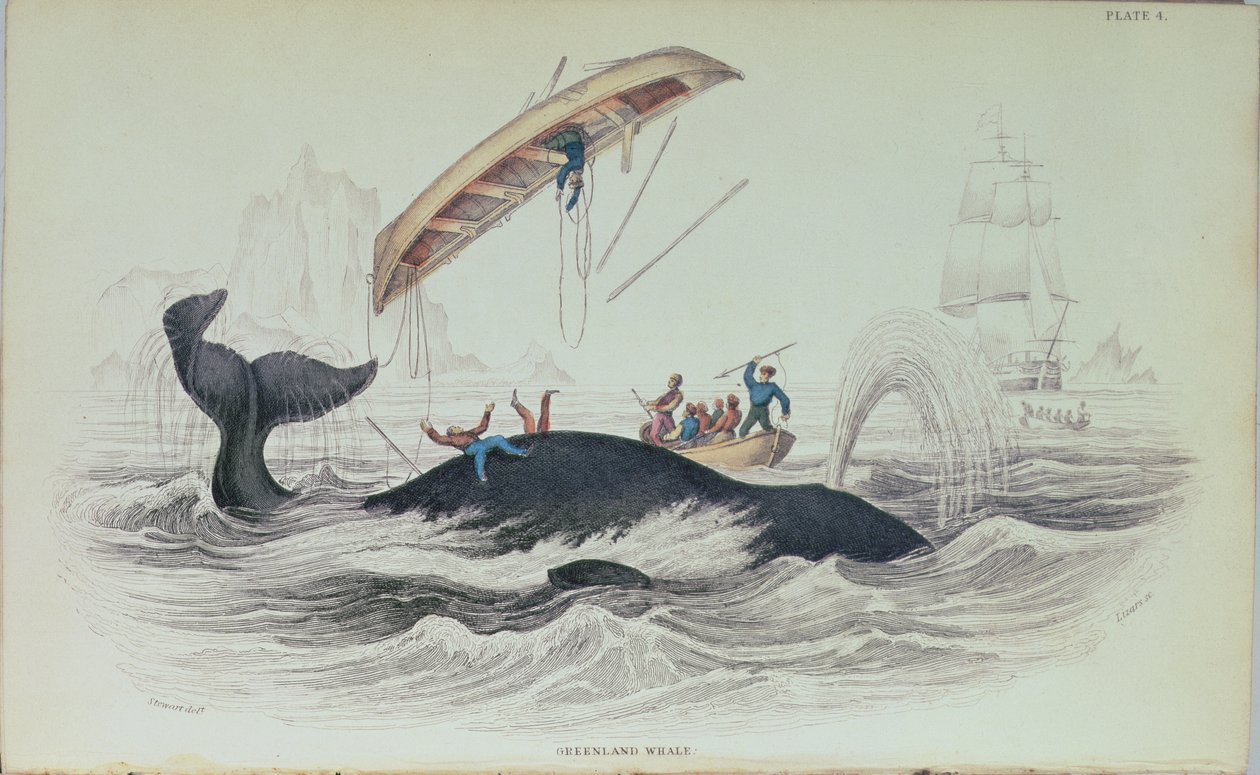 Grönland Balinası, William Home Lizars (1788-1859) tarafından oyulmuş kitap illüstrasyonu by James Stewart