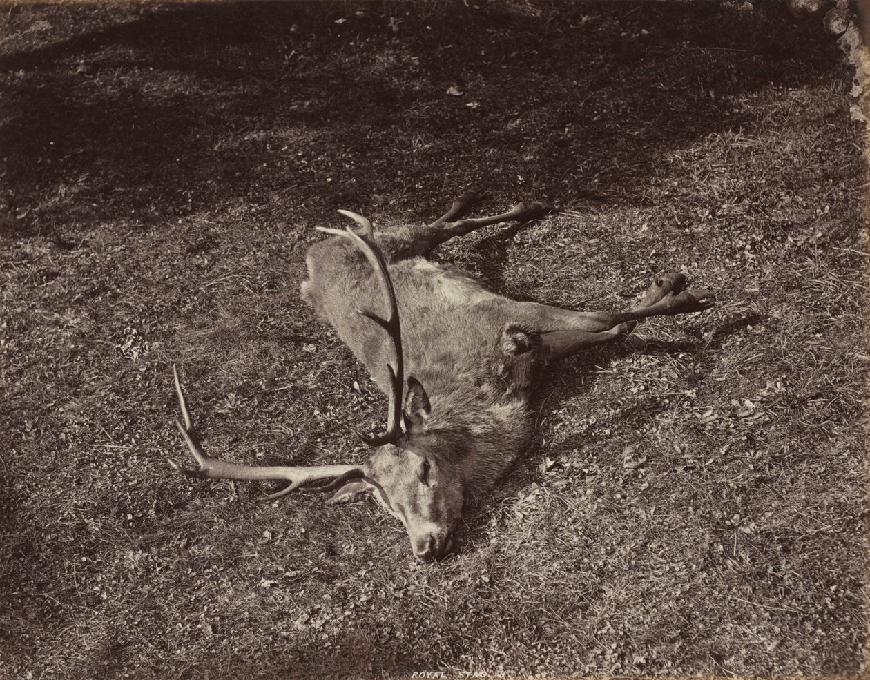 Kraliyet Geyik, c. 1870. by James Valentine