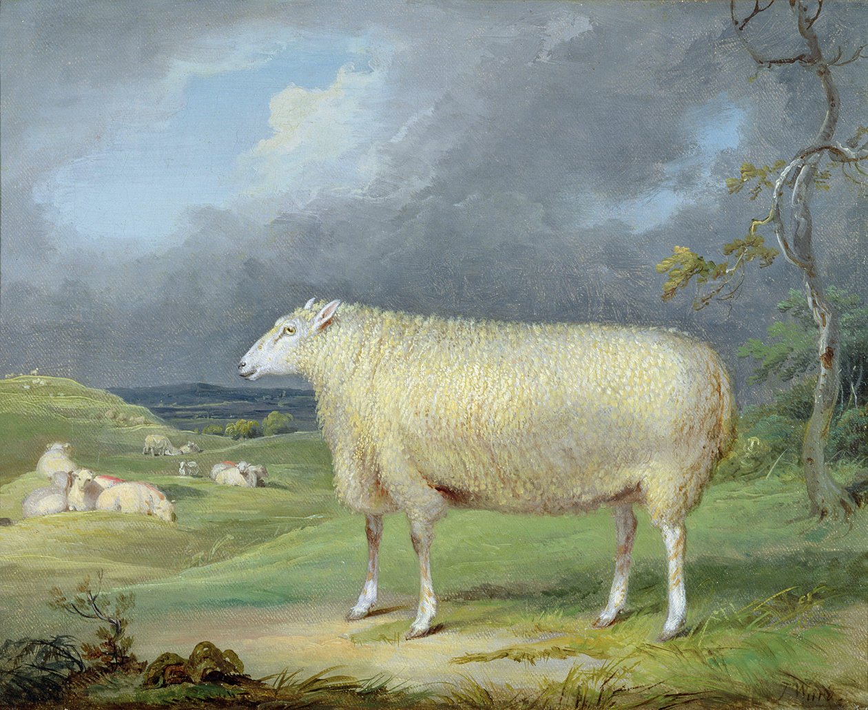 Bir Border Leicester Ewe (tuval üzerine yağlı boya) by James Ward