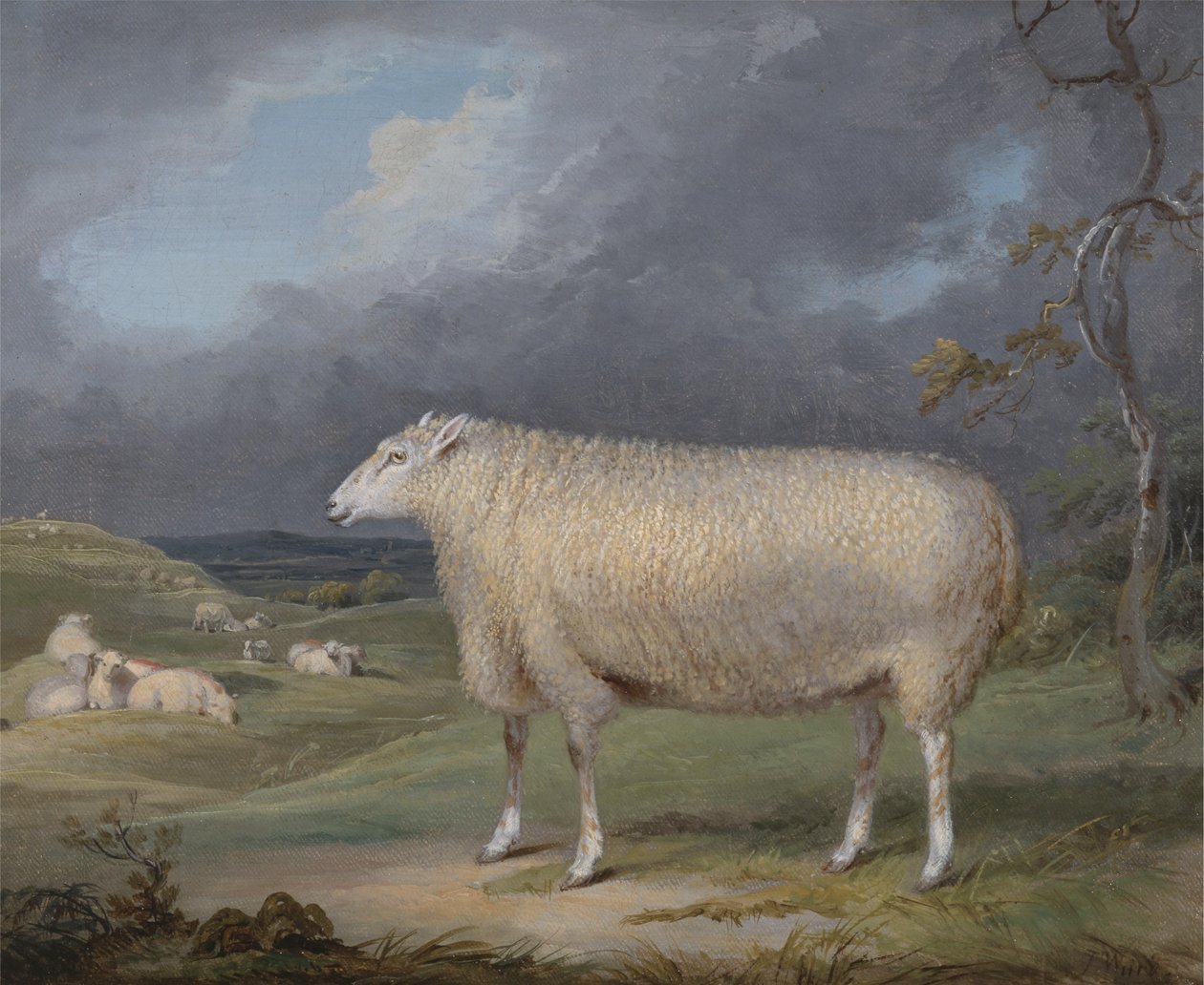 Bir Sınır Leicester Ewe by James Ward