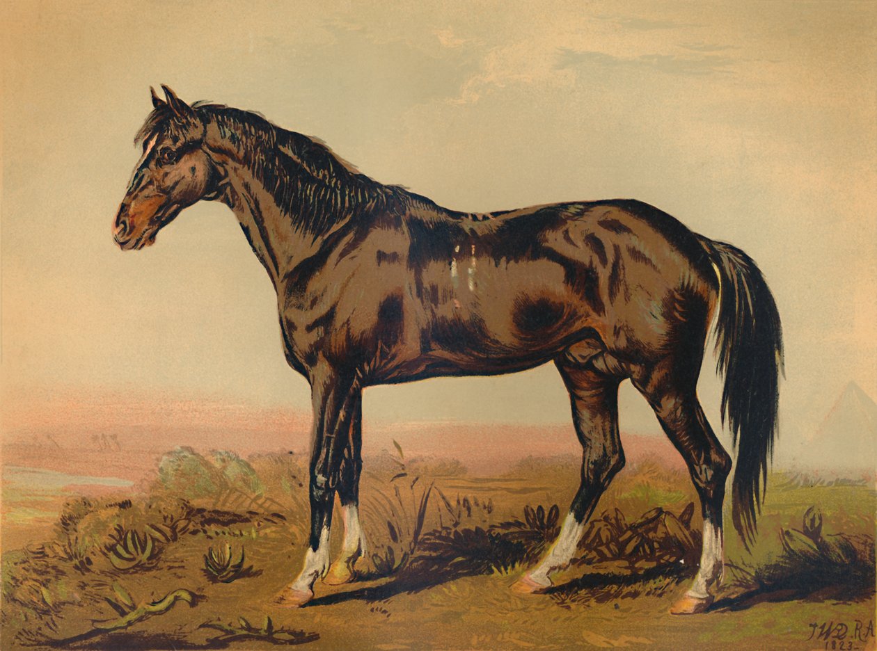 Bir Dongola Atı, c1850, c1879. by James Ward