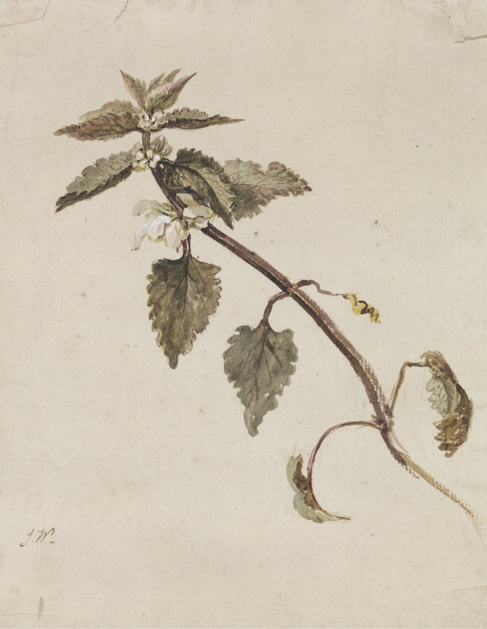 Yapraklı Bir Dal by James Ward
