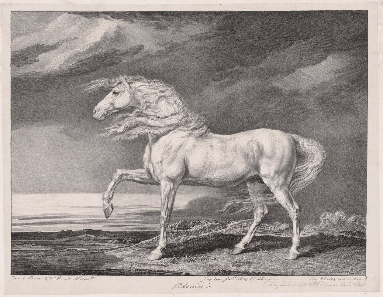 On Dört Ünlü At: Adonis, 1824. by James Ward