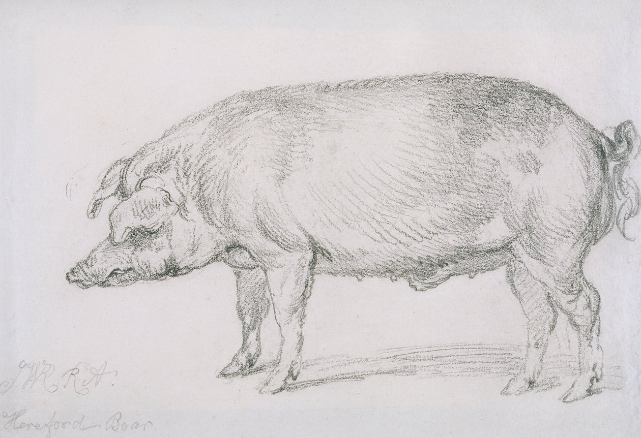 Hereford Domuzu, c.1803-04 (kağıt üzerine kurşun kalem) by James Ward