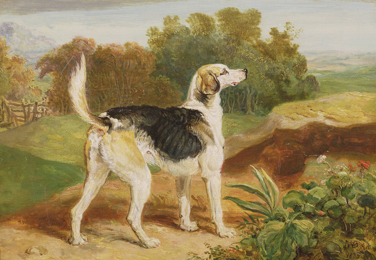 Ravager, Lambton Hounds