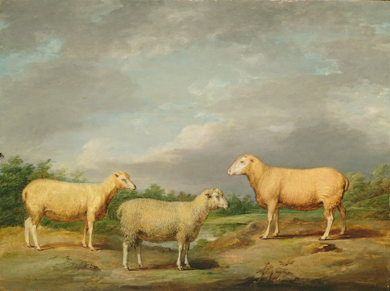 Ryelands Koyunu, Kralın Koçu, Kralın Koyunu ve Lord Somerville