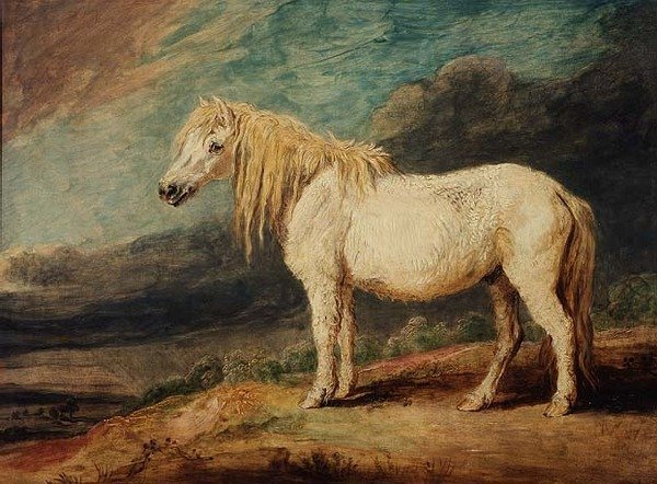 Shetland Midillisi by James Ward