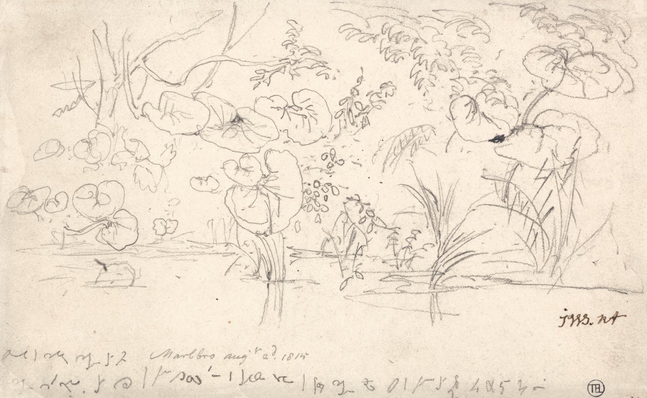 Bitkiler Çalışmaları, 2 Ağustos 1815 by James Ward