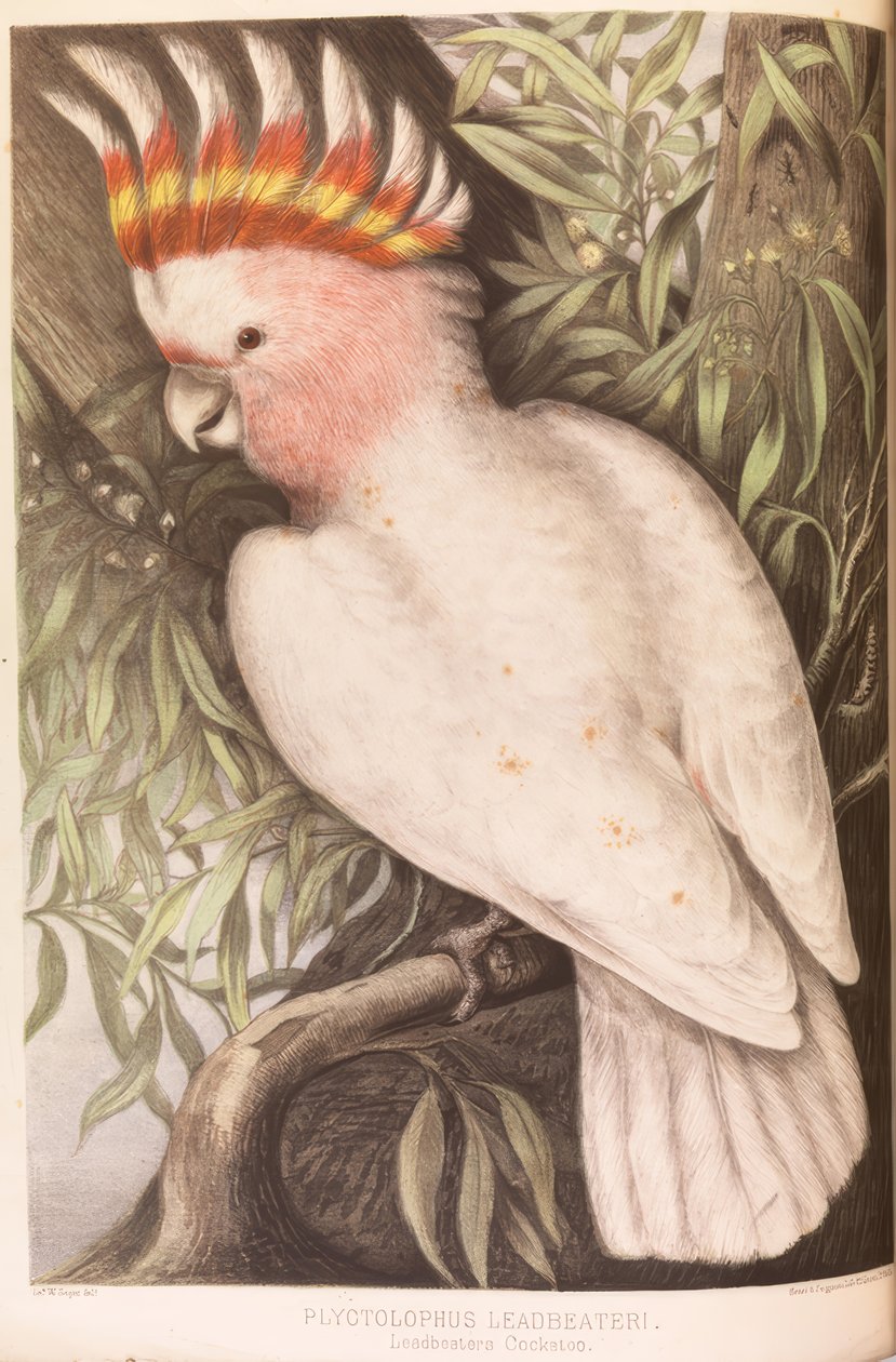 Inka-Kakadu, Plyctolophus leadbeateri by James Whitley Sayer