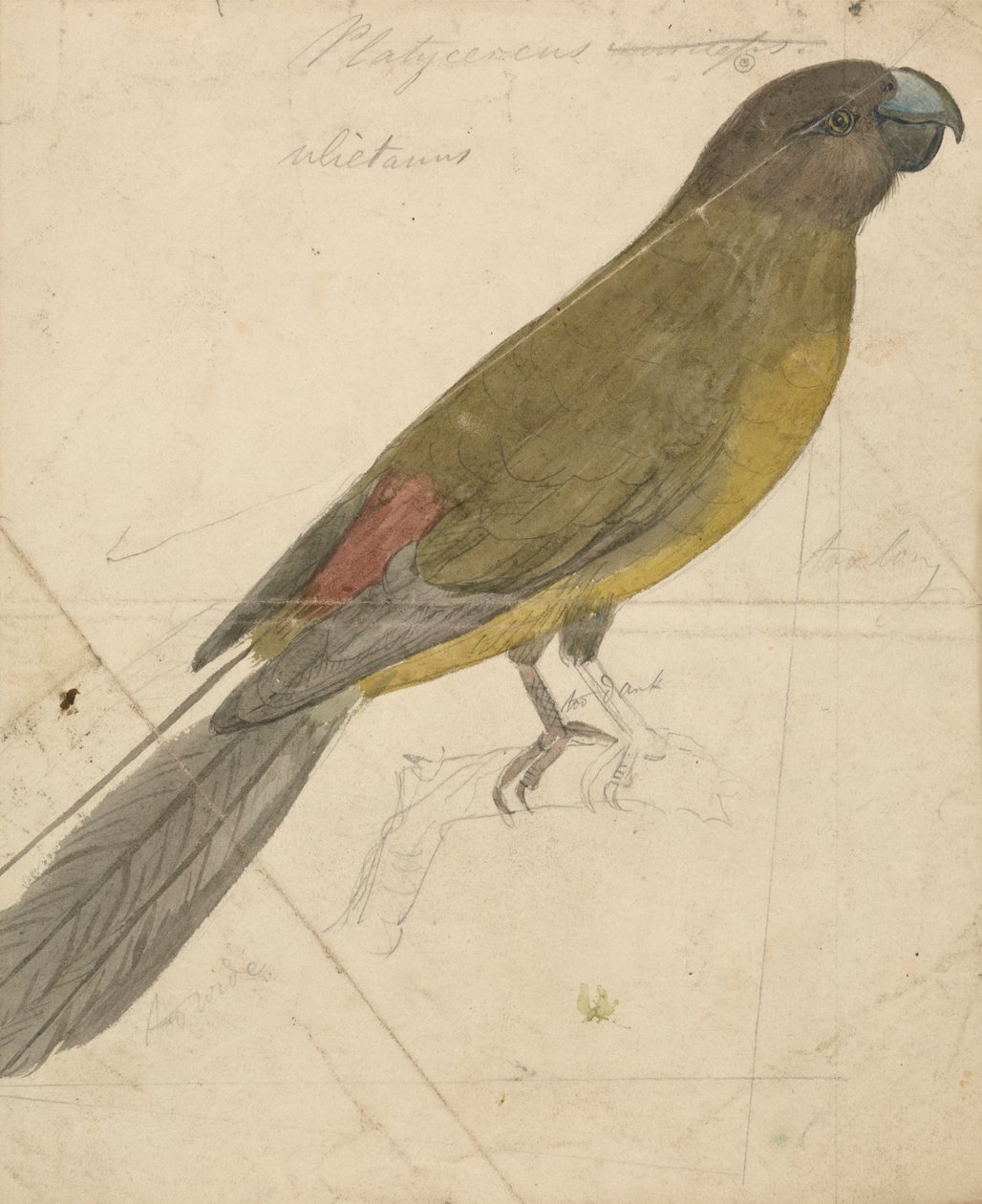 Bir papağan by James de Carle Sowerby