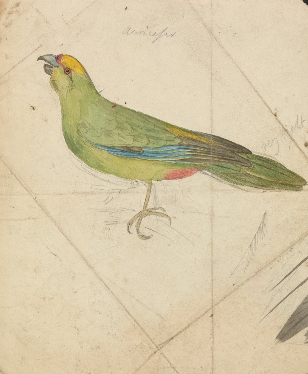 Bir papağan by James de Carle Sowerby
