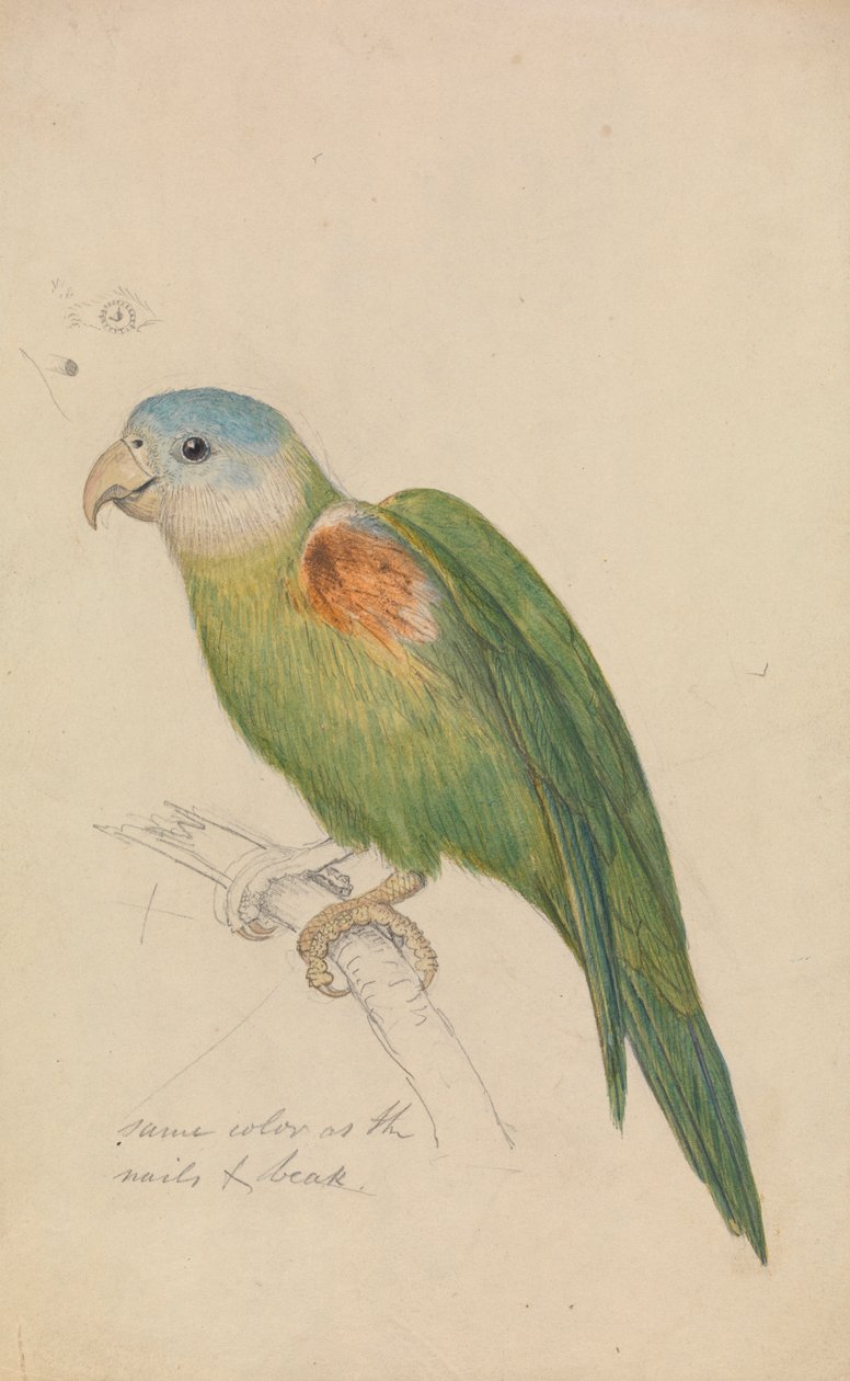 Bir papağan by James de Carle Sowerby