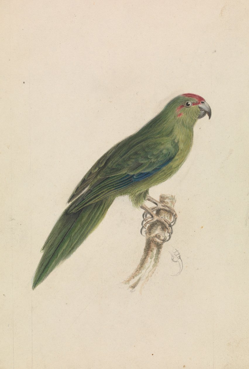 Bir papağan by James de Carle Sowerby