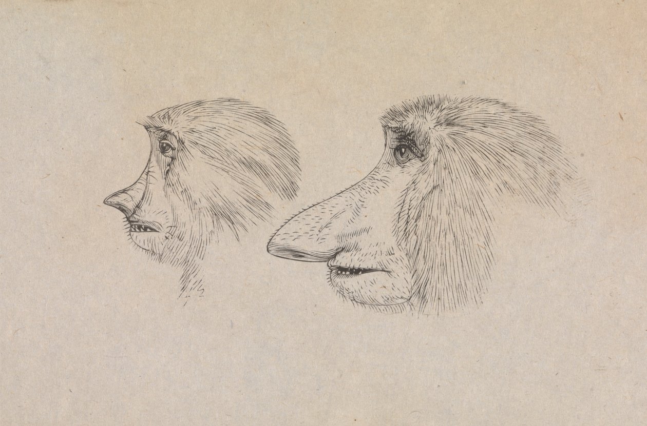 İki Hortumlu Maymunun Başları by James de Carle Sowerby