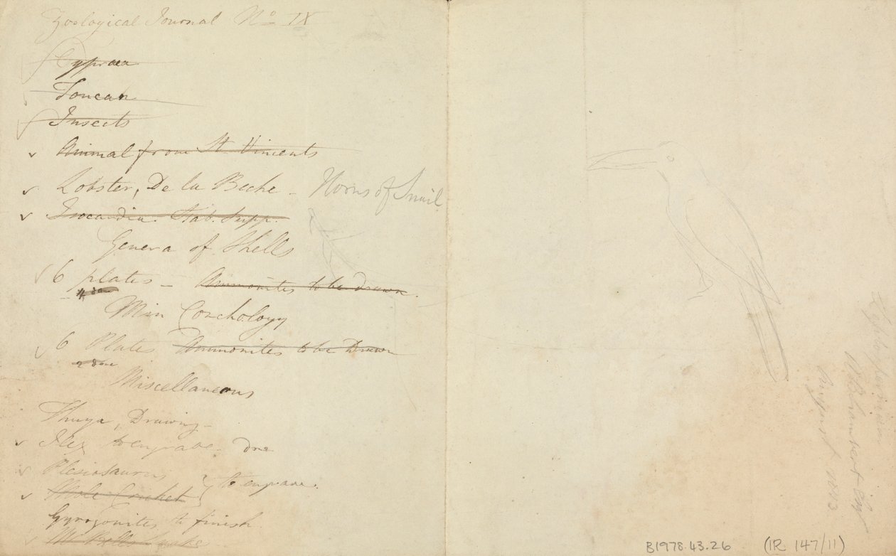 Üç Tukan by James de Carle Sowerby