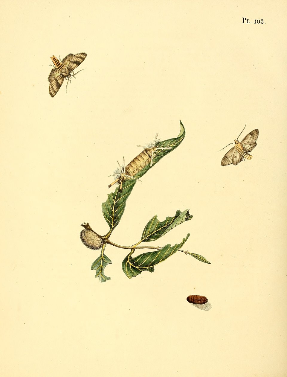 Surinam kelebekleri by Jan Christiaen Sepp