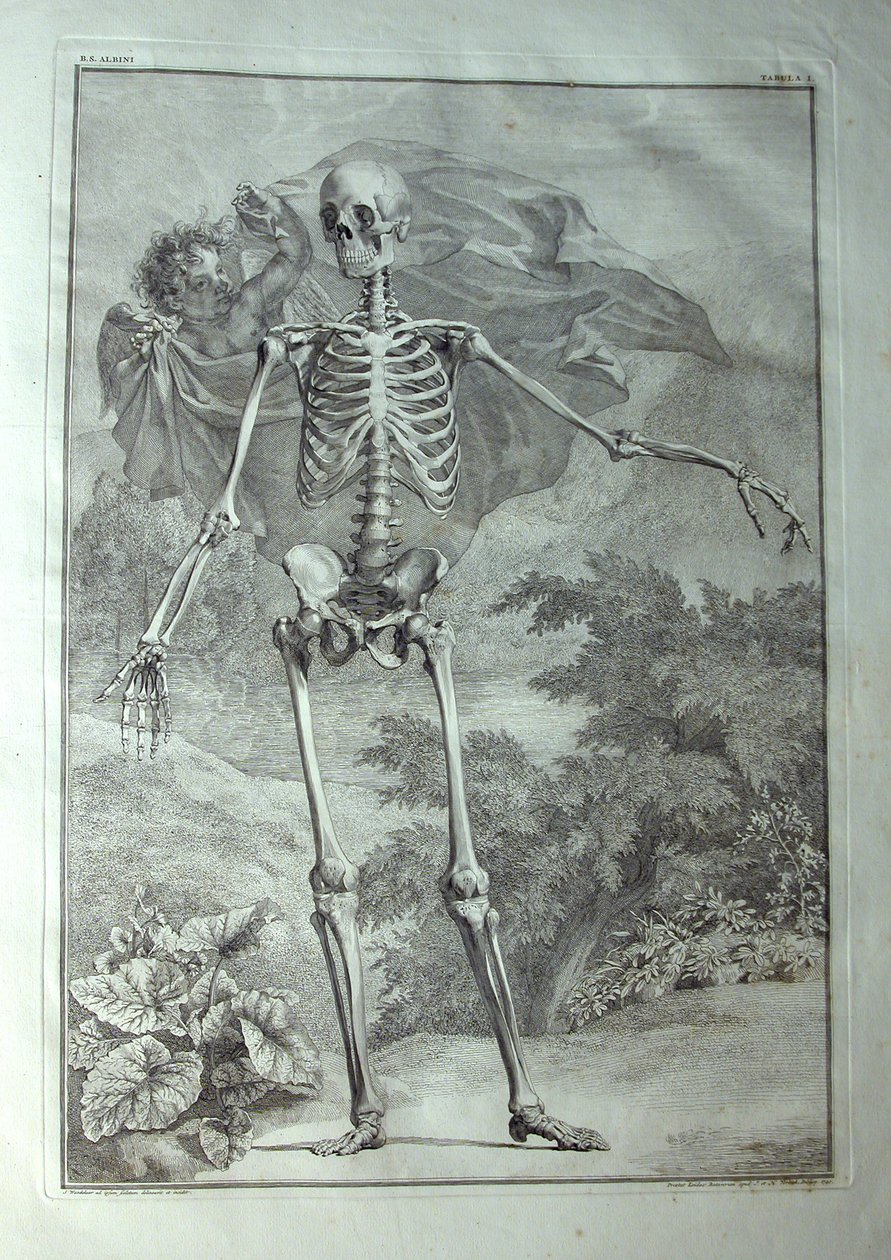 Albinus I, Pl. I: İskelet, Bernhard Siegfried Albinus (1697-1770), J.undH tarafından yayınlanan 