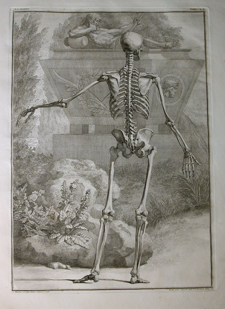 Albinus I, Pl. II: İskelet, Bernhard Siegfried Albinus