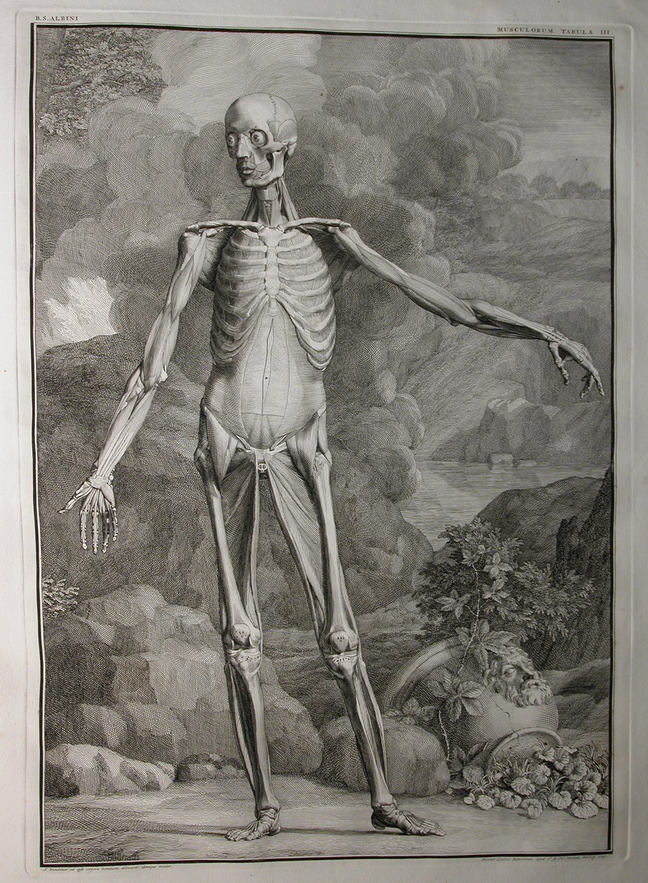 Albinus I, Pl. III: Kas sistemi, Bernhard Siegfried Albinus (1697-1770), J.undH. Verbeek, bibliop., Leiden, 1747 by Jan Wandelaar