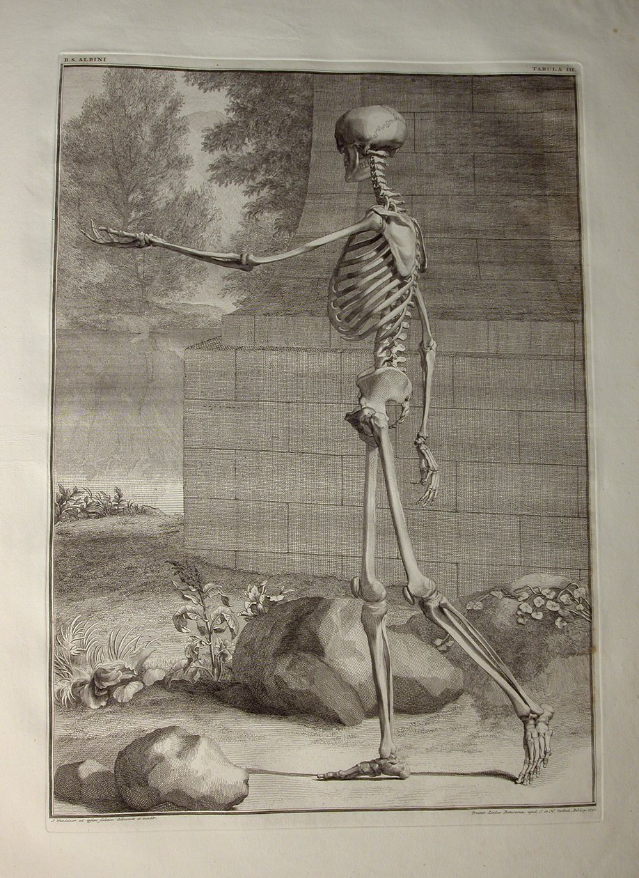 Albinus I, Pl. III: İskelet, Bernhard Siegfried Albinus