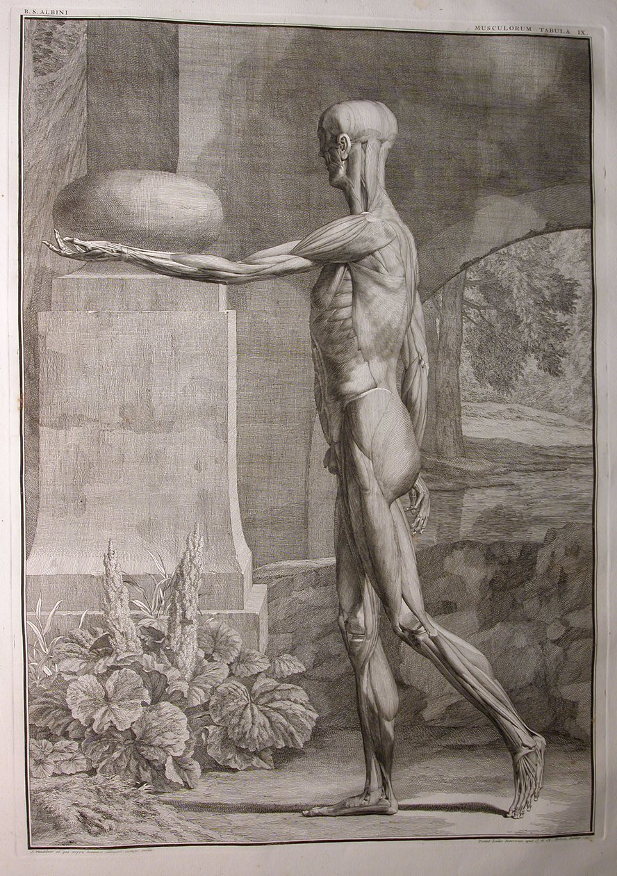 Albinus I, Pl. IX: Kas sistemi, Bernhard Siegfried Albinus (1697-1770) tarafından yazılan 