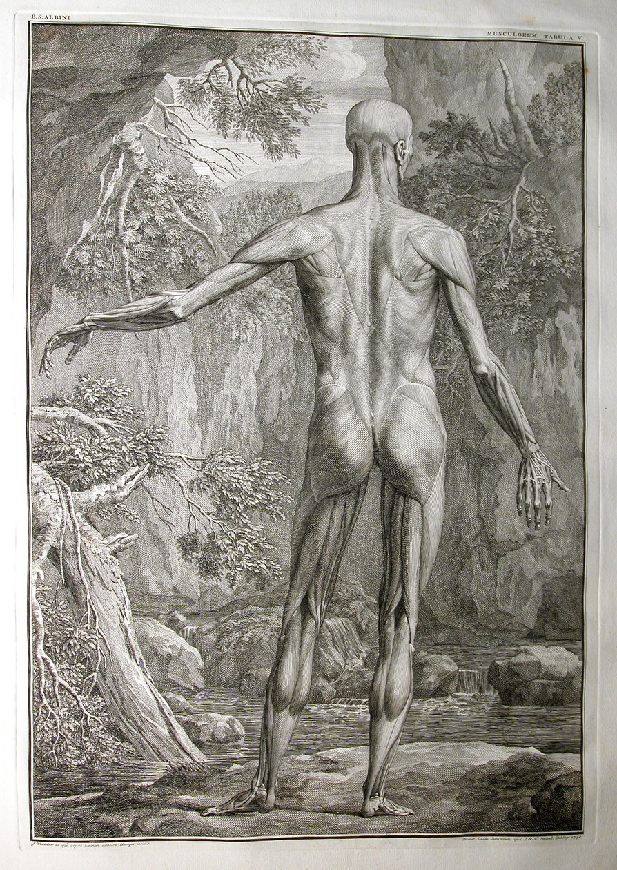 Albinus I, Pl. V: Kas sistemi, Bernhard Siegfried Albinus (1697-1770), J.undH tarafından yayınlanan 