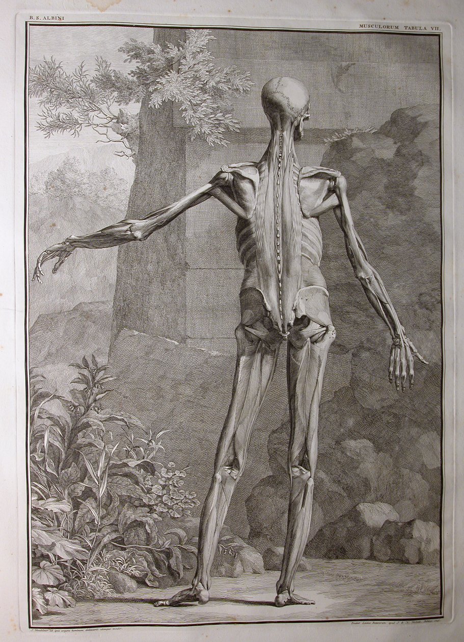 Albümler 1, PI. 7: kas sistemi, "İnsan vücudunun iskelet ve kas tabloları, Bernhard Siegfried Albinus (1697-1770), J.undH. Verbeek, bibliop., Leiden, 1741 (engra by Jan Wandelaar