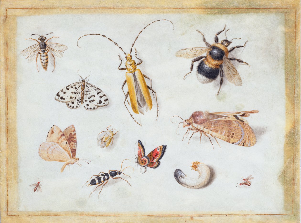 Kelebekler ve Diğer Böcekler Üzerine Bir Çalışma (parşömen üzerine guaj) by Jan van Kessel the Elder