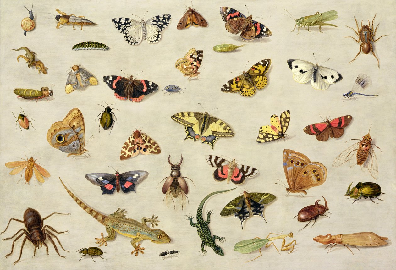 A Study of insects (oil on copper) by Jan van Kessel the Elder