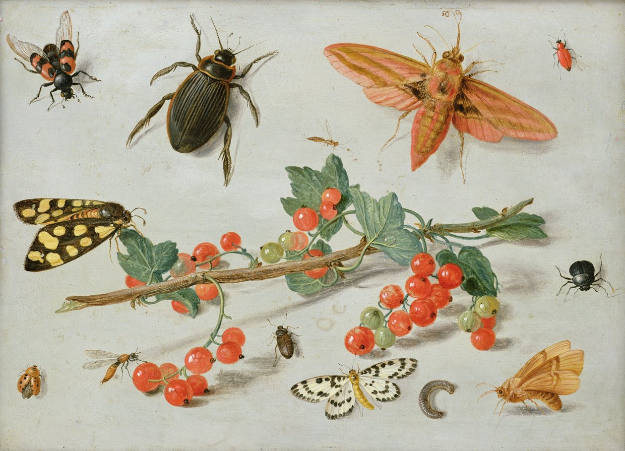 Bir fil şahin güvesi, bir saksağan güvesi ve diğer böcekler ile bir frenk üzümü sapı, 1657 (bakır üzerine yağ) by Jan van Kessel the Elder