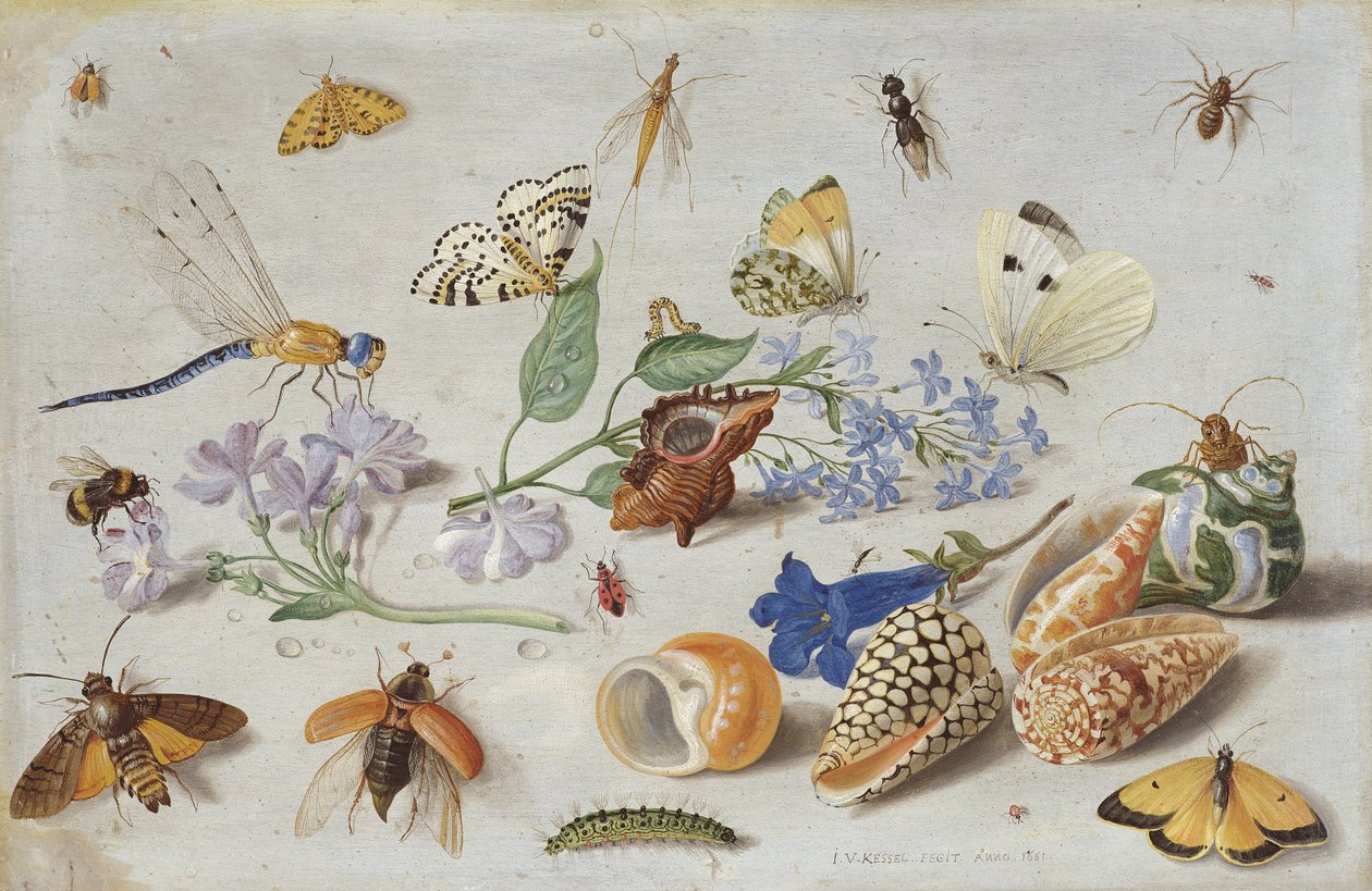 Kelebekler ve Diğer Böcekler, 1661 (bakır üzerine yağ) by Jan van Kessel the Elder