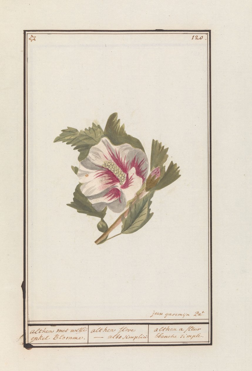 Hibiskus (Hibiscus syriacus) Beyaz tek Çiçekler ile Althea. / althea flore - basitçe beyaz. / althea basit bir beyaz çiçek (nesne üzerindeki başlık) by Jan Anton Garemyn