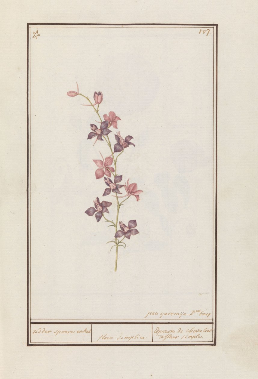 Larkspur (Consolida) şövalye mahmuz ayak bileği. / çiçek basit. / Esperon de chevalier afluer basit. (nesne üzerindeki başlık) by Jan Anton Garemyn