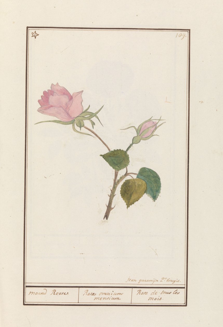 Roos (Rosa) maend Roose / Tüm ayların gülü / Rose de tous les mois (nesne üzerindeki başlık) by Jan Anton Garemyn