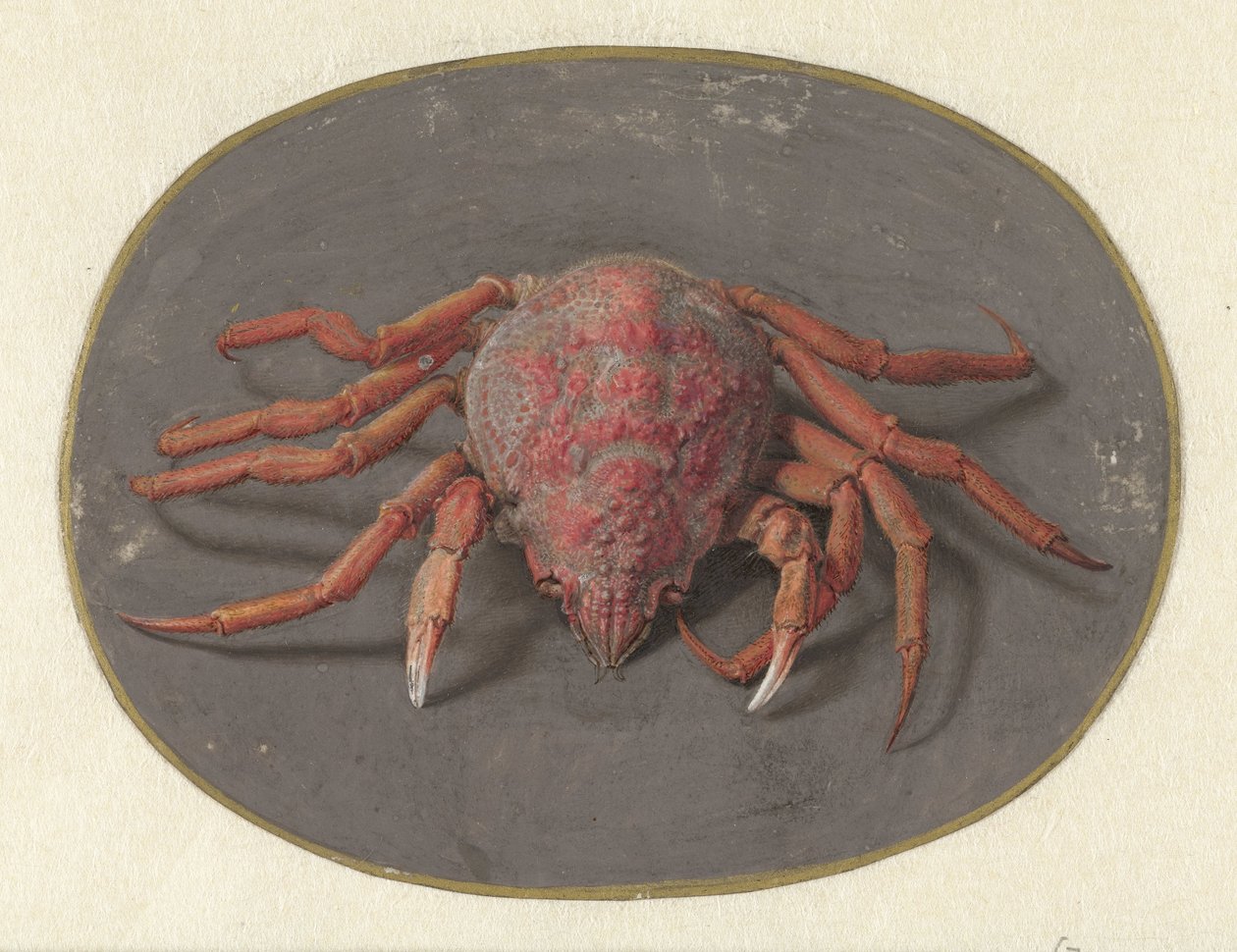 Yengeç Hayvanlar (dizi başlığı) by Jan Augustin van der Goes