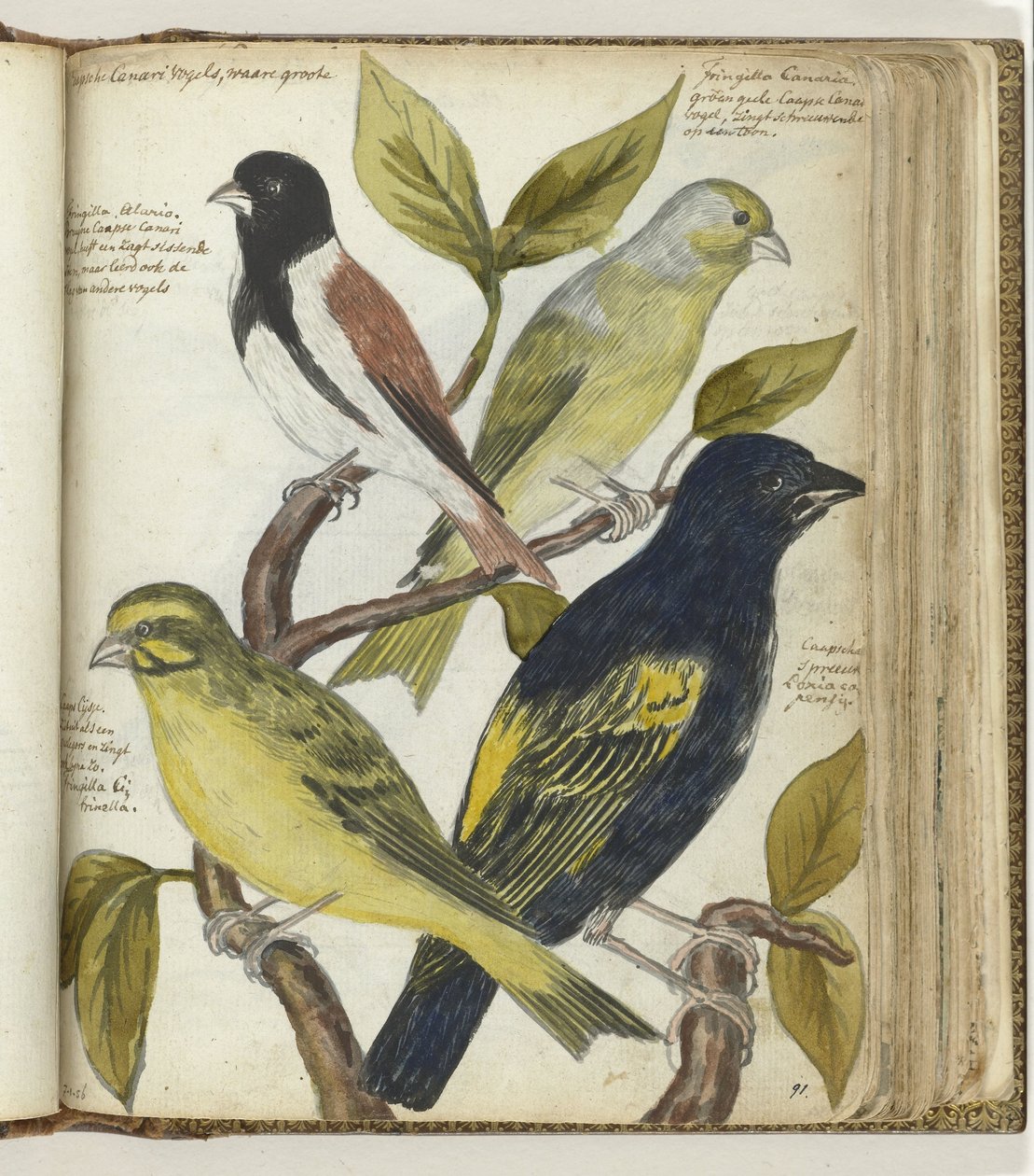 pelerin kuşları by Jan Brandes