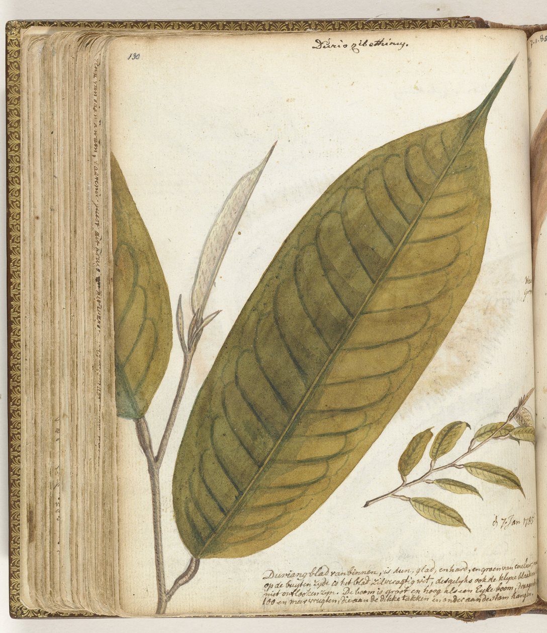 Durianblad by Jan Brandes