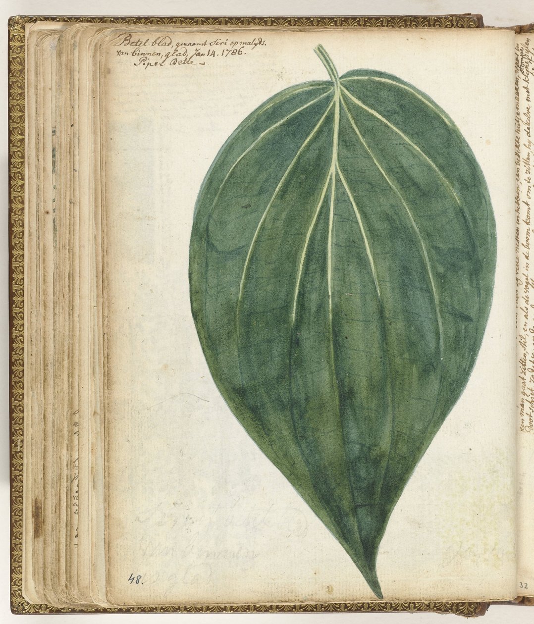 betelblad by Jan Brandes