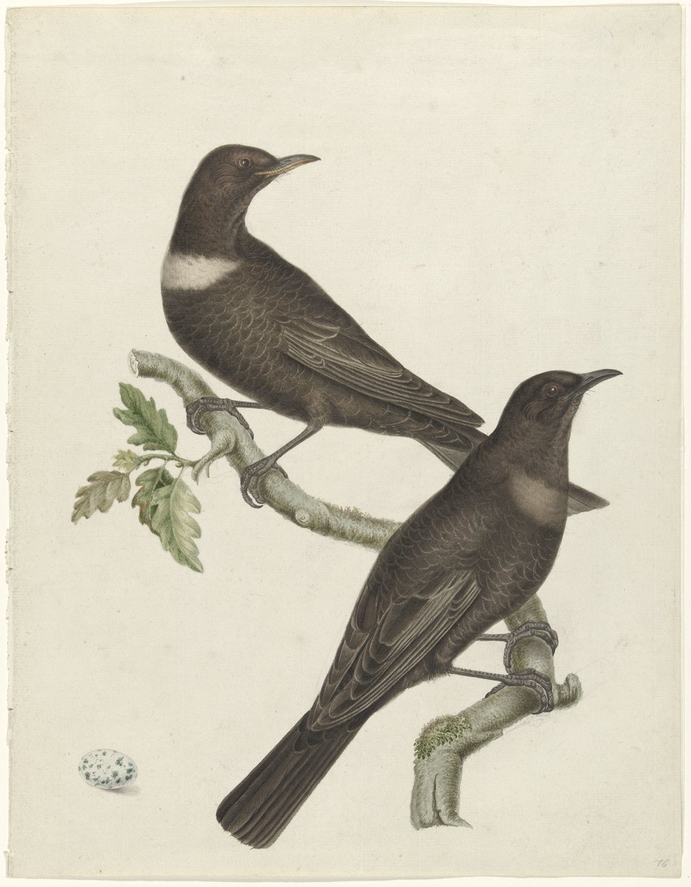 Bir yumurta ile iki halka ardıç kuşu (Purdus torquatus) by Jan Christiaan Sepp (possibly)