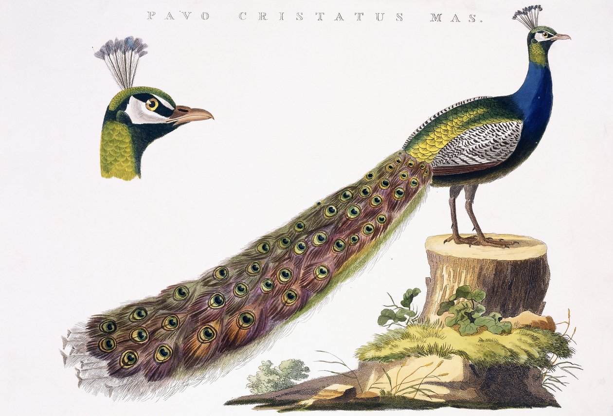 Tavus kuşu, c.1809-1829 by Jan Christiaen Sepp