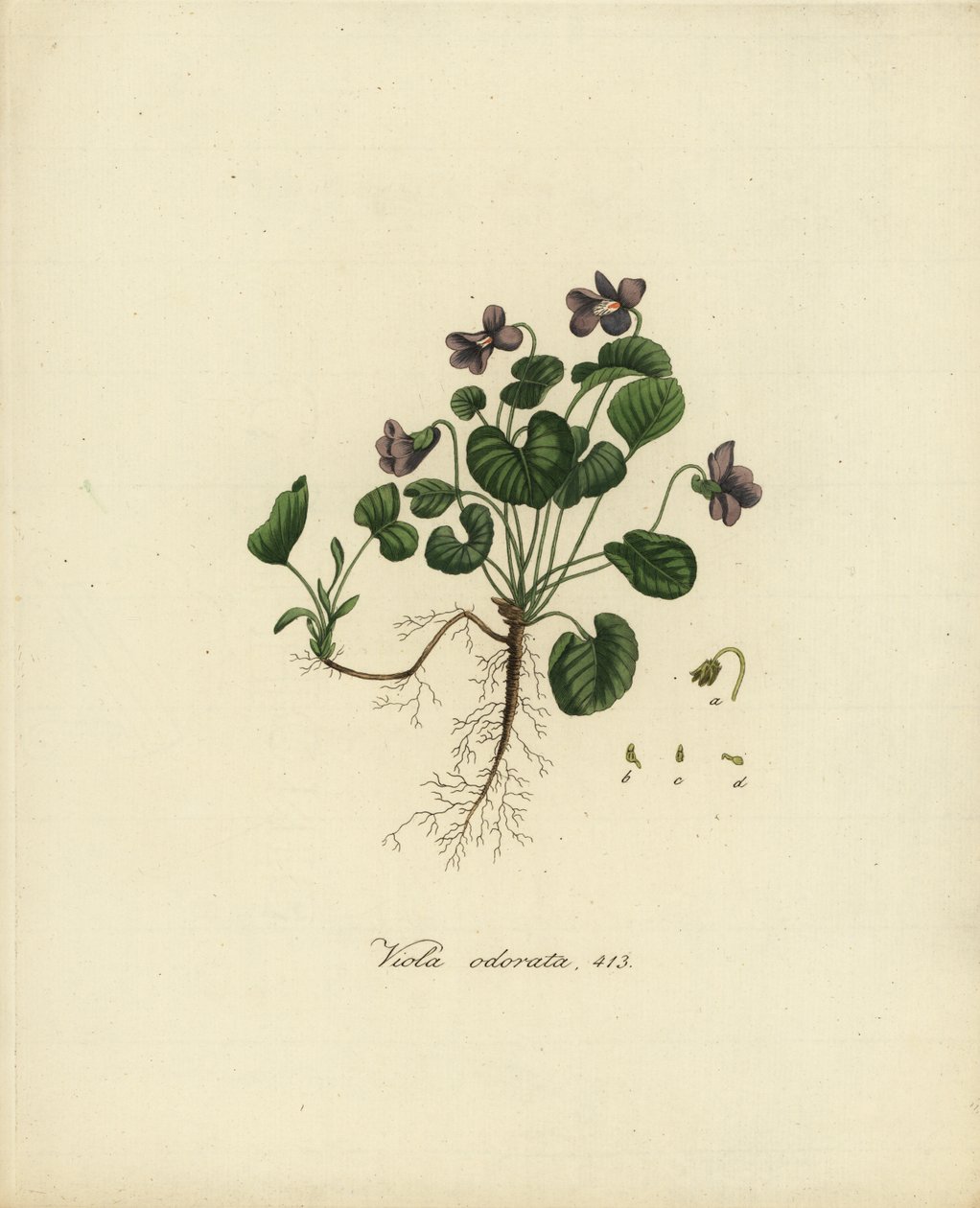 Tatlı menekşe veya İngiliz menekşesi, Viola odorata by Jan Christiaen Sepp